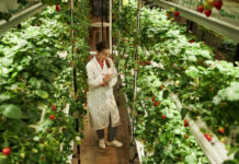 Feed the Future of Agriculture with Vertical Farming A worker harvests fresh produce from a tower at Sky Greens vertical farm