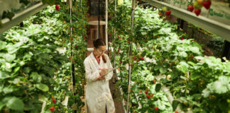 A worker harvests fresh produce from a tower at Sky Greens vertical farm