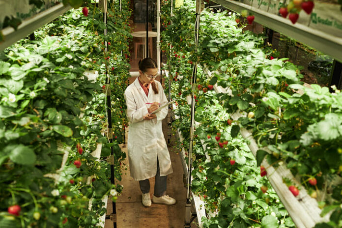 iStock-2228124889 (1) A worker harvests fresh produce from a tower at Sky Greens vertical farm