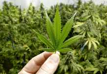 cannabis