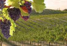 Vineyard