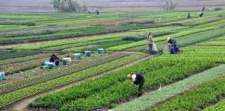 Agriculture