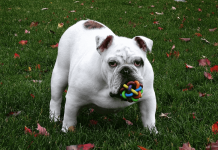 Fun Tech Gadgets For Your Dogs