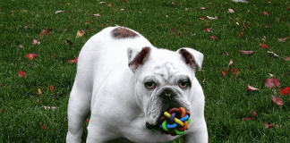 Fun Tech Gadgets For Your Dogs