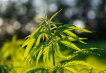 Cannabis