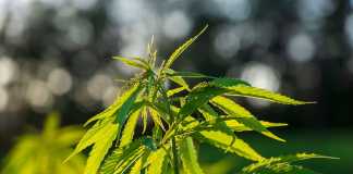 Cannabis