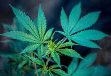 Top 6 Methods To Make Cannabis Industry More Sustainable