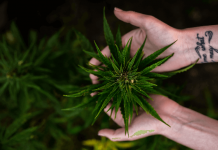 Bigger Bang for Your Bud: 6 Ways to Profit Off Of Cannabis Legalization