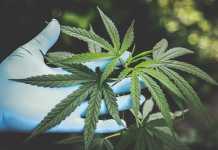 The Cannabis Plant and the Endocannabinoid System Cannabis Plant
