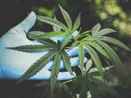 Cannabis Plant