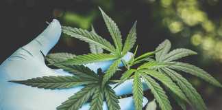 Cannabis Plant
