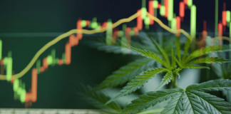 Marijuana Stocks