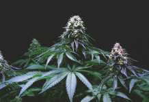 CBD Flowers