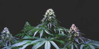 CBD Flowers