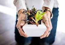 How Your Home Can Bring the Outdoor In Indoor Plant