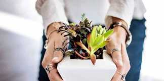 How Your Home Can Bring the Outdoor In Indoor Plant