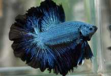 Betta Fish