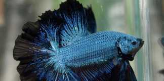 Betta Fish