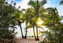 Sustainable Miami – Eco-Friendly Activities for Tourists
