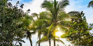 Sustainable Miami – Eco-Friendly Activities for Tourists