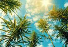 Surefire Success Tips For Commercial Hydroponic Cannabis cannabis