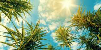 Surefire Success Tips For Commercial Hydroponic Cannabis cannabis