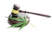 Tips on Growing a Career in the Legal Cannabis Industry cannabis leaves