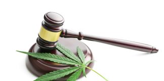 Tips on Growing a Career in the Legal Cannabis Industry cannabis leaves
