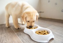 Are You Feeding Your Dog the Proper Amount? Feeding Your Dog