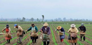 Farmers