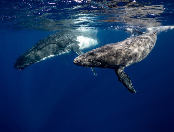 Go whale watching