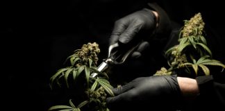 marijuana