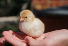 Keeping Chickens: How To Feed Your Flock To Increase The Number Of Eggs Collected Chicken