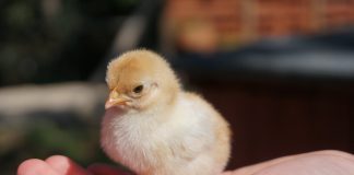 Chicken