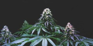 CBD-Flower