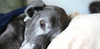 Old-dog