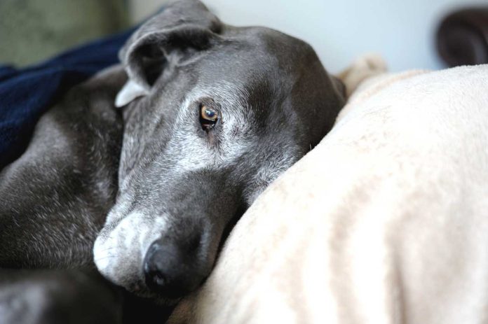 Old-dog