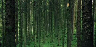 Nature after the Pandemic