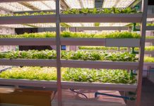 grow room
