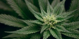 Benefits of Marijuana Outdoors Growing