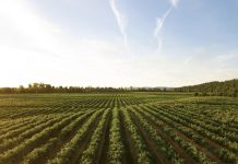 Satellite-based Remote Monitoring And Analytics For Making Grounded Farm Loan Decisions