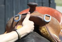 Why Are Saddle Pads Used Under A Saddle When Fitted To A Horse horse saddle