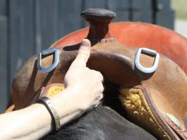 Why Are Saddle Pads Used Under A Saddle When Fitted To A Horse horse saddle