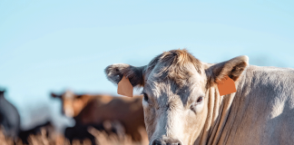 cattle
