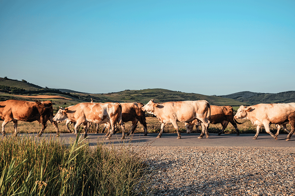 herd of cattles