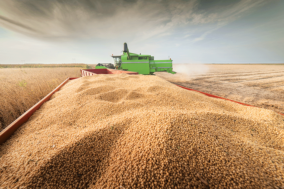 soybean farming