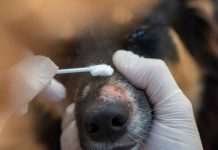 Appearances of Dogs Ringworm and How Its Look Like