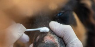 Appearances of Dogs Ringworm and How Its Look Like
