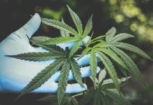 How Delta 8 THC Is Enhancing The Beauty Industry Medical herbs