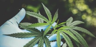 Medical herbs